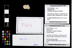 Foto (Objekt + Etikett) von Pithonoton sp.  (NHMW-GEO-2014-0194-0662)